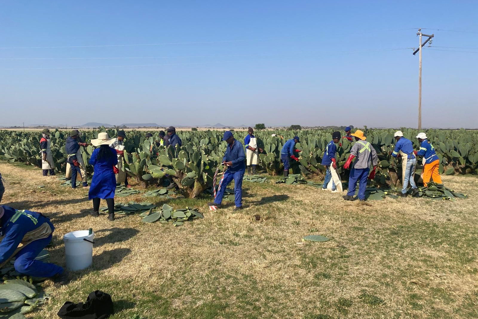 OPUS CACTUS field working