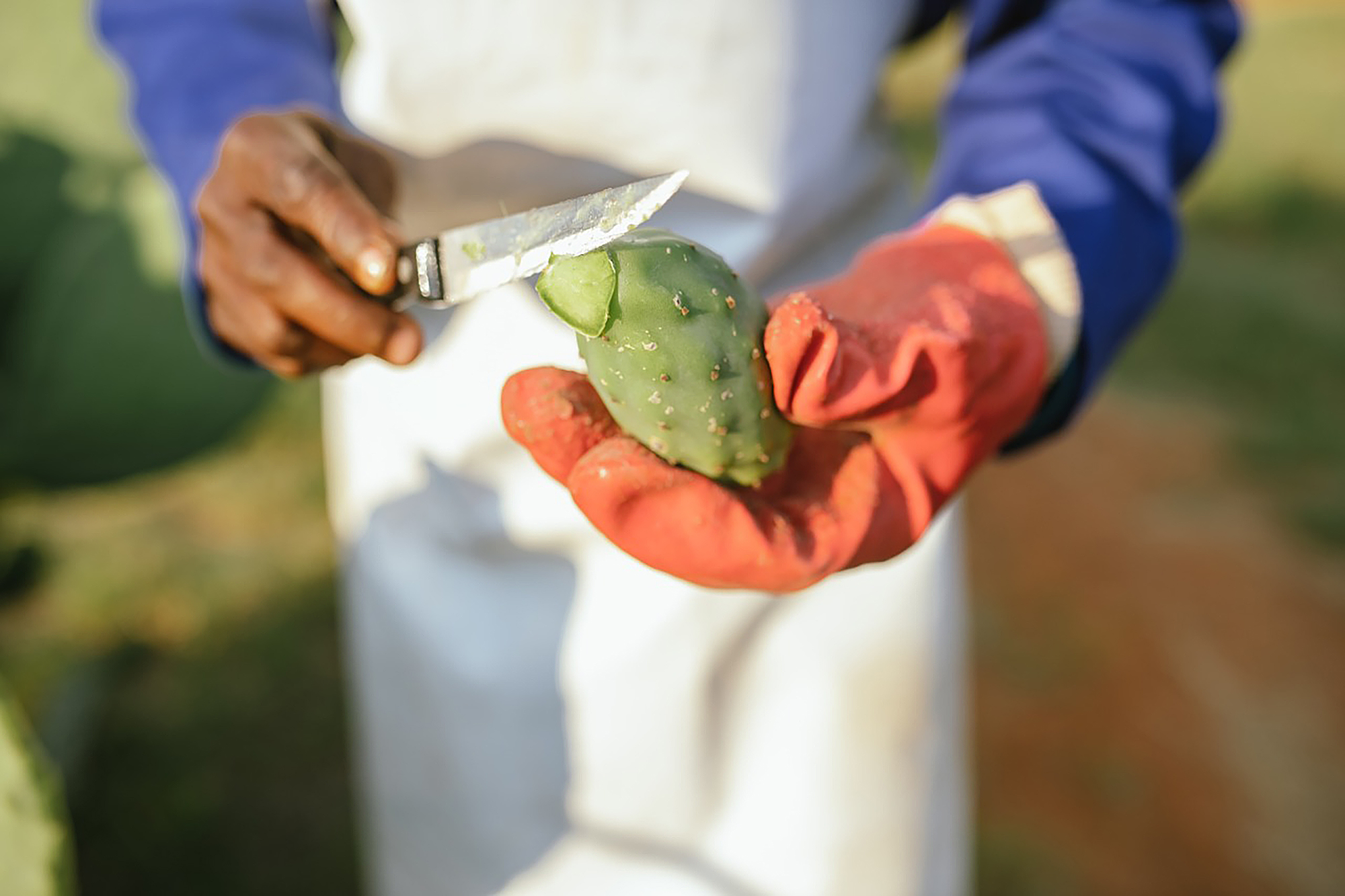 OPUS CACTUS fruit cutting